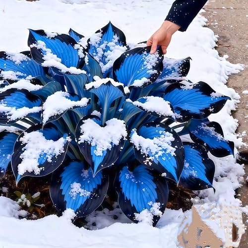 Rare Hosta Can Be Planted Now, Surprise Growth, Garden Decoration, No Watering Required, Hardy Perennial, Suitable for Spring and Autumn-4 Rhizome-A