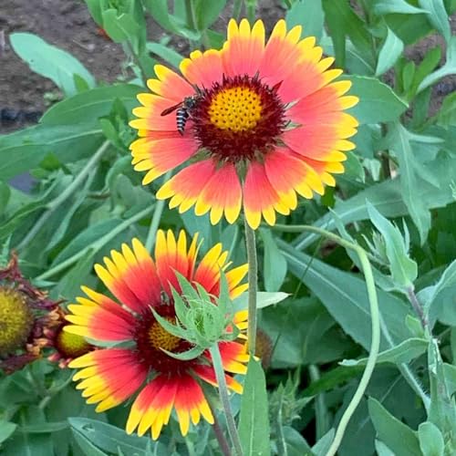 Image of Gaillardia Flower Seeds Pack of 50 Plus Mixed Color Easy Grow Blanket Flowers for Planting Winter Seasonal Seeds for Home Garden Balcony Pots Terrace Decorative Blooming Plants (Gaillardia)