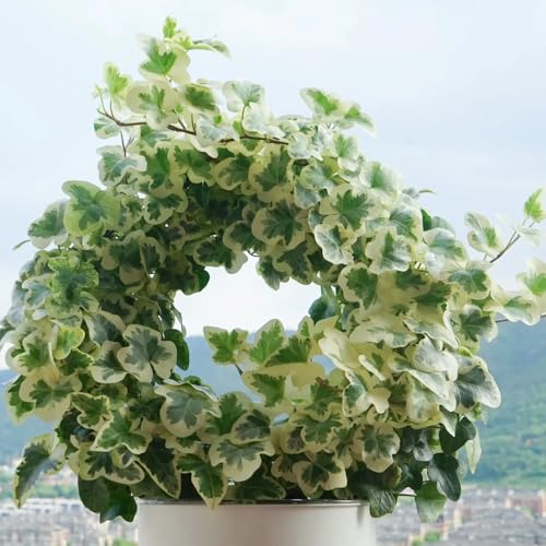 120 pcs efeu samen winterhart - balkonpflanzen winterhart, kletterpflanzen efeu pflanze samen samen geschenk, pflanzen balkon bonsai, grünpflanzen zimmerpflanzen saatgut, hochbeet