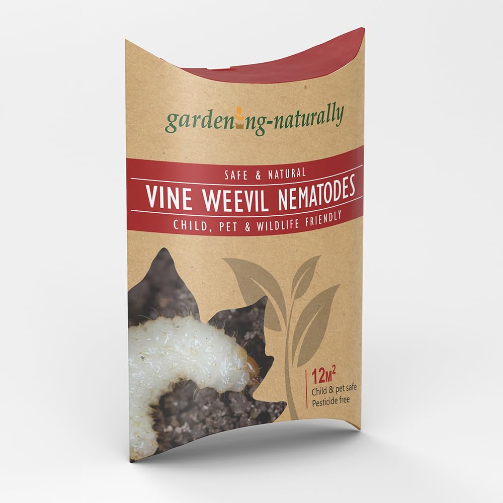 Vine Weevil Nematodes Treatment for Vine Weevil in Pots Effective Larvae Control Garden Pest Solution Covers 12 Square Metres