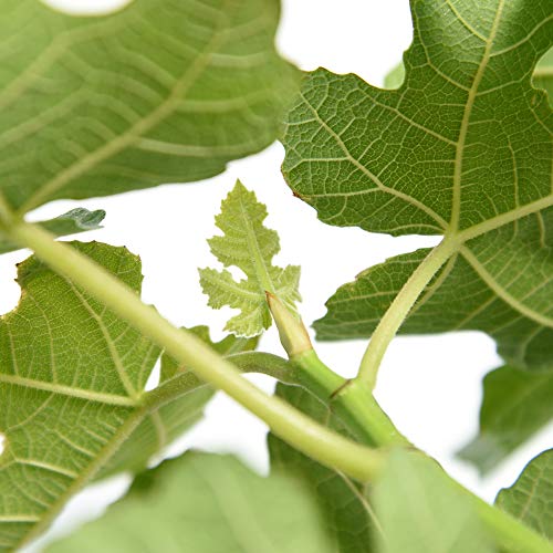 Perfect Plants Brown Turkey Fig Tree Live Plant, 3 Gallon, Includes Care Guide