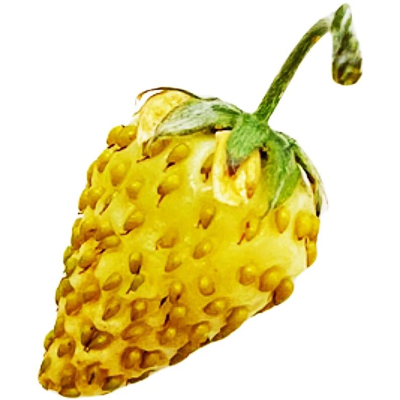 Pineapple Crush White Alpine Strawberry Fraise des Bois Premium Seeds for Planting Packet