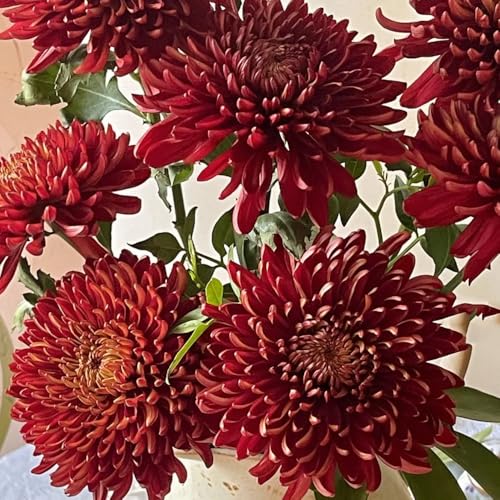 Semi resistenti di crisantemo, giardino roccioso resistenti di crisantemo da giardino, d'appartamento 300pcs