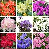GrowOn Shrubs [x8] Dwarf Rhododendron and Japanese Azalea Collection | Variety-Pack | Evergreen Shrubs | Outdoor Garden Ready Plants | Spring Flowering