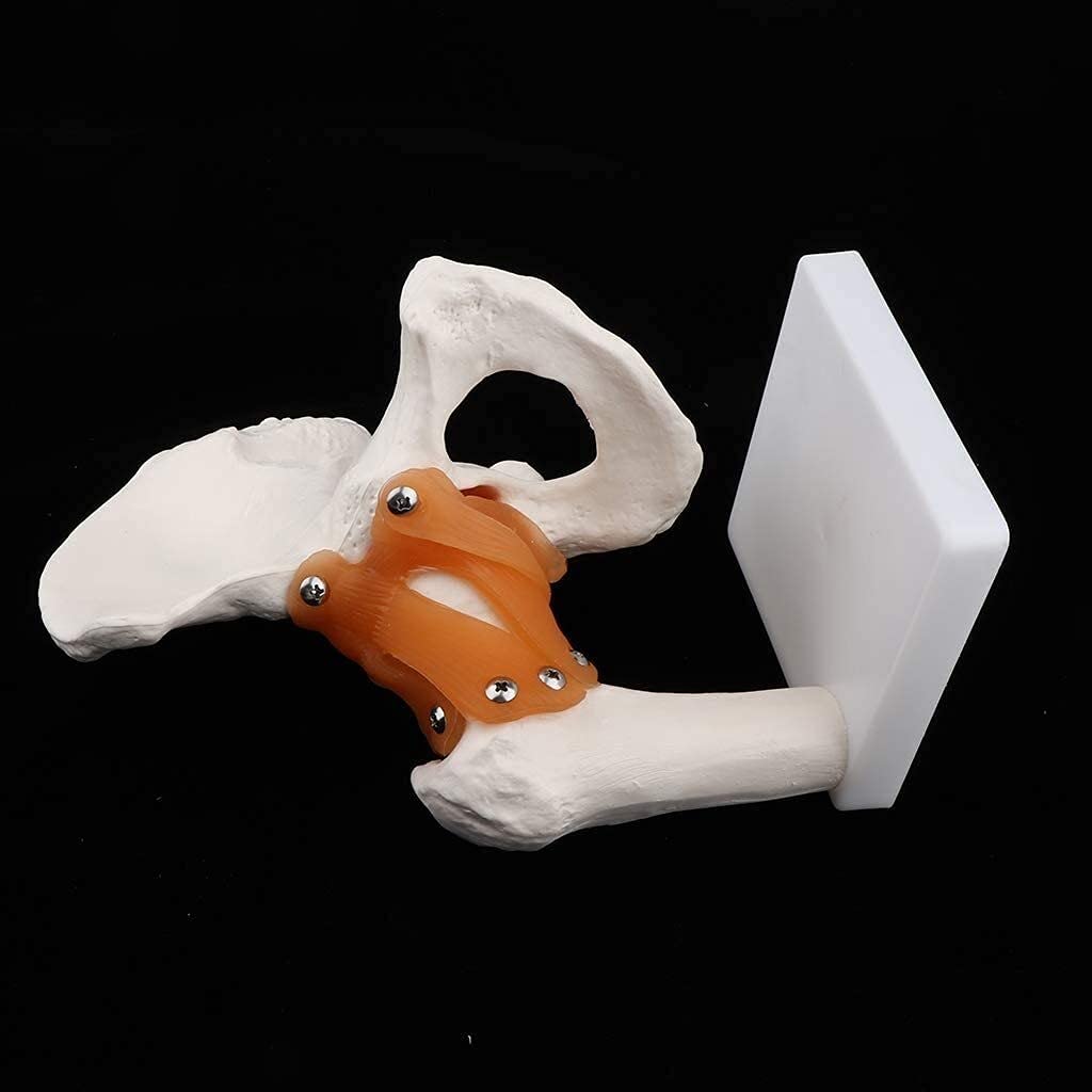 Modell Der Artikulation Der Funktionellen Hüfte Mit Natürlicher Größe Mit Band Für Menschliches Skelettosteologie Anatomie Laborzubehör