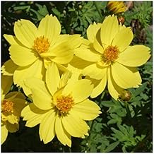 Everwilde Farms - 1 Oz Dwarf Lemon Cosmos Wildflower Seeds - Gold Vault