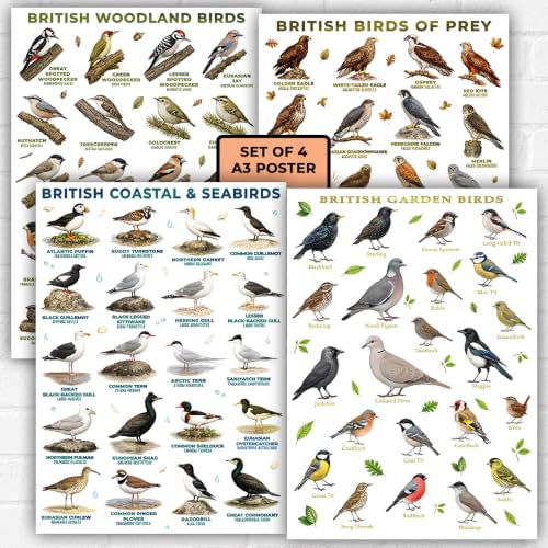 Image of British Bird Poster Set of 4 A3 | Ornithology Bird Identification Posters | Garden Birds, Birds of Prey, Coastal & Woodland Birds Wall Art