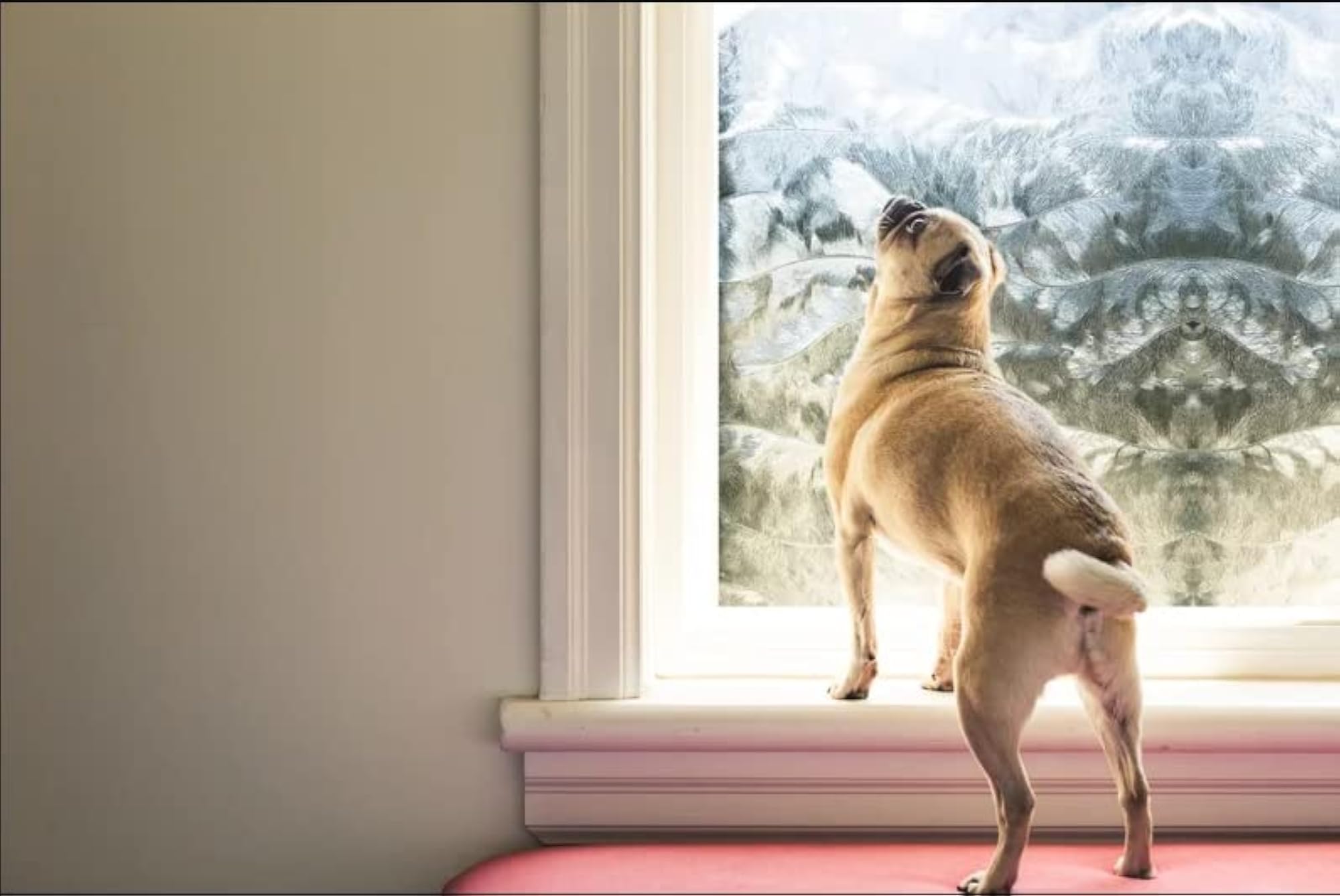 SIA VENDORS Window Films for Glass Window Blindfold