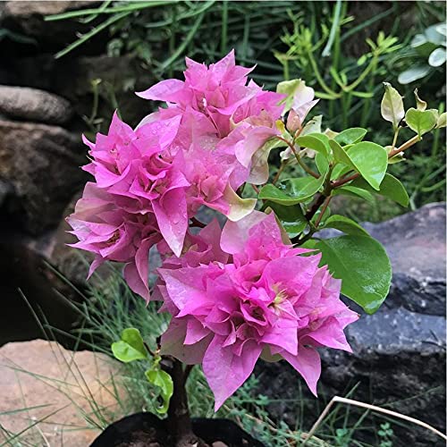 Aiden Gardens Bougainvillea Flower Plant Mahara Beauty Purple Color Paper Flower 1 Healthy live plant (B093FFXGKL) Amazon Price History, Amazon Price Tracker