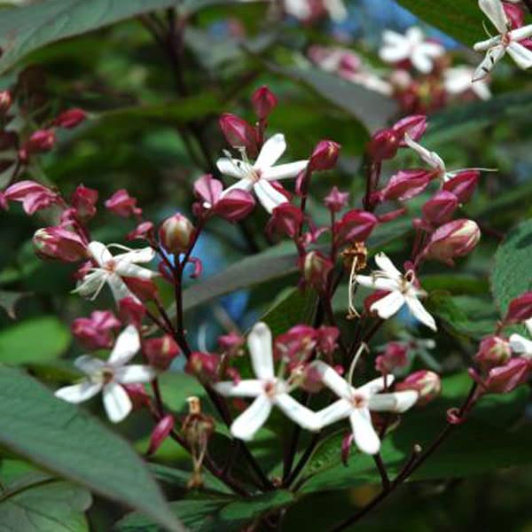 Arbre du clergé – Clerodendrum trichotomum 40-50 cm pot | Arbuste décoratif, floraison parfumée & baies bleues, parfait jardin paysager