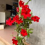 dipladenia sundaville bianca Anche se si vede bene. Solitamente utilizzati per decorare balconi e terrazze.
