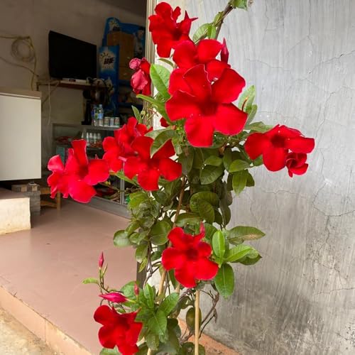 Anche se si vede bene. Solitamente utilizzati per decorare balconi e terrazze.