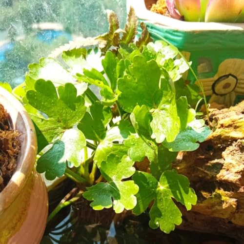 semi di crescione biologici - balcone giardino resistenti varietà antiche rare invernali 200pcs