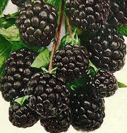 100 BlackBerry Fruit Bush Rubus Seeds