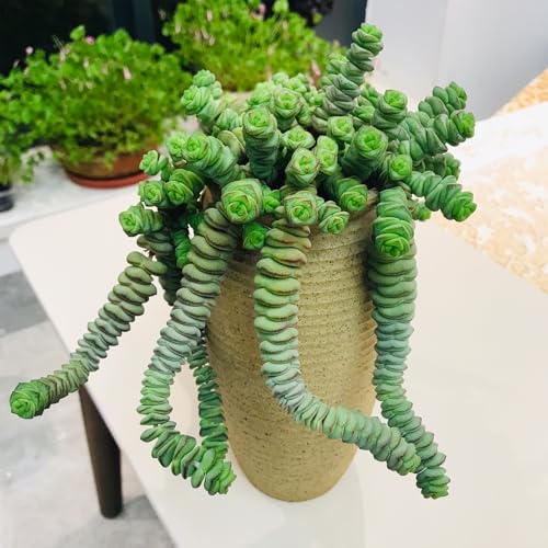 Sprout N Green 4" String of Buttons, Live Crassula 'Baby's Necklace' Trailing Succulent Rooted in Pots, Rare House Plant for Home Office Wedding Hanging Decoration, DIY Projects, Party Favor