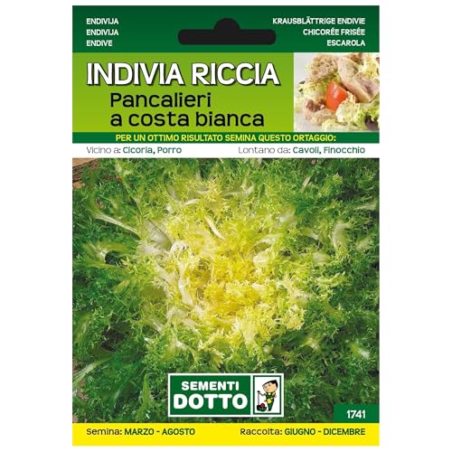 Sicignano | Semi Indivia Riccia Pancalieri a Costa Bianca, Foglie Croccanti e Ricce, Cespo Rigoglioso Grosso Riccio, Busta Extra - 2 Confezioni da 7.2g, Pianta a Ciclo Medio-Tardivo