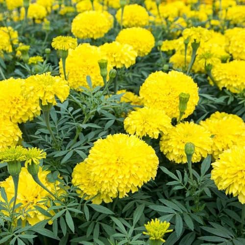Image of Marigold Yellow Flower (Genda) Seed, Seeds for Home Gardening, Marigold Flowers (Genda) (Yellow, Pack of 50 Seeds)