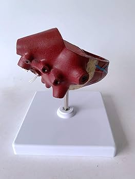 心臓模型　【犬】2分割モデル　(レア) Amazon.co.jp: 動物の犬の心臓の解剖学モデル–解剖学的な犬の