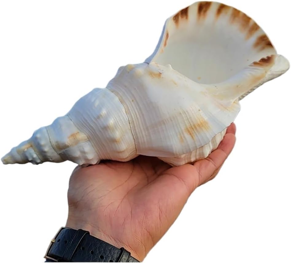 Ocean Conch Jumbo Seashells ， Natural Sea Shells, Natural Sea Shells,Large Conch Shells for Decoration 17-25Cm for Wedding Beach Party, Home Decorations,Shell Collectors(23cm)