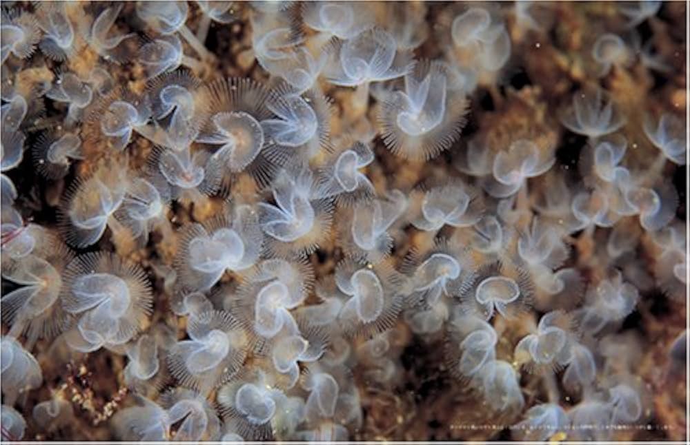 Amazon.co.jp: 風の旅人 vol.13 : Japanese Books