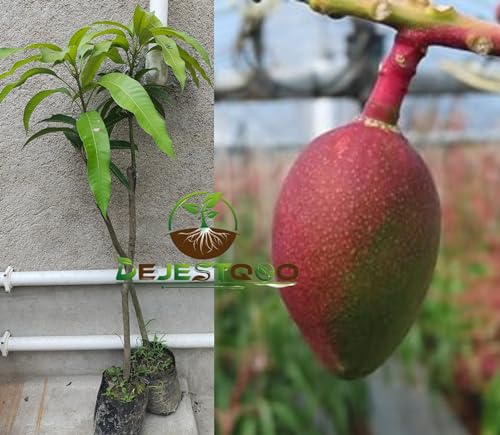 Image of World's Costliest Japanese Miyazaki Mango Plant Original Grafted (height 1.5-2.5 Feet) Mango Plant Hybrid Type Taiyo No Tamago Eggs Of Sun Exotic Tree For Your Garden