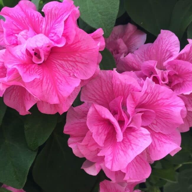 48 semillas de petunia rosa doble - Semilla de petunia Grandiflora disponible en Yaxa Colombia