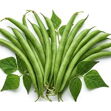 50 Green Bean Seeds for Planting - Provider - Bush Bean - Heirloom | Non-GMO | USA Grown