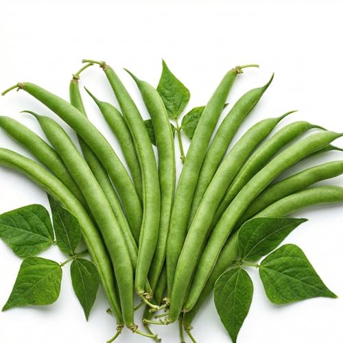 50 Green Bean Seeds for Planting - Provider - Bush Bean - Heirloom | Non-GMO | USA Grown