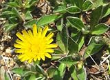 KLEINES HABICHTSKRAUT - Hieracium pilosella 20+ Samen - krautige Pflanze E 362