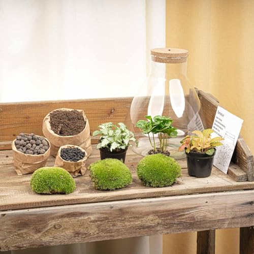 Foto von urbanjngl - Sam Coffea Pflanzen Terrarium mit Licht - DIY Kit für EIN nachhaltiges Ökosystem - Durchmesser 24,5 cm, Höhe 30 cm, ideal für Pflanzenliebhaber und Einsteiger.