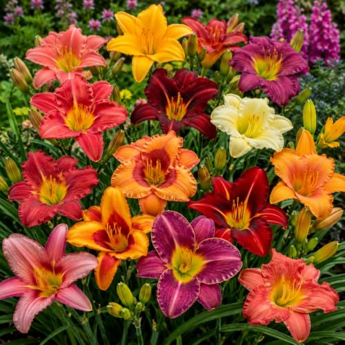 Mixed Assorted Daylily Root Collection