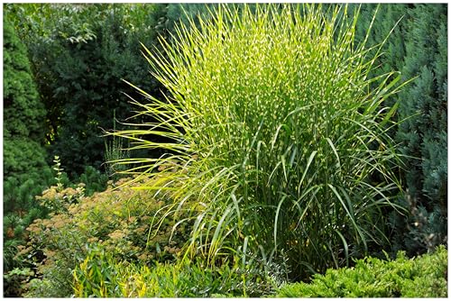 Stauden Gänge 1 x Miscanthus sinensis 'Strictus' im 1 Liter Topf (Ziergras/Gräser/Winterhart/Mehrjährig/Staude) Zebraschilf - Gold-grüner Blickfang mit Standfestigkeit