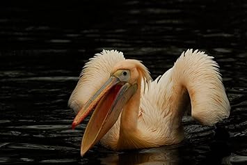 Amazon Co Jp 特大 ポスター ペリカンピンクの鳥の水 壁紙ウォールステッカーポスター 594x4mm Diy 工具 ガーデン