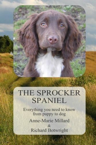 The Sprocker Spaniel: Everything you need to know from puppy to dog