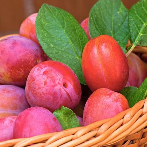 Plum Wonder Tree Victoria - Compact Fruit Tree for Small Spaces & Containers, Self-Fertile, RHS Award of Garden Merit, 24cm Pot | Thompson & Morgan