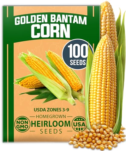Image of HOME GROWN Golden Bantam Sweet Corn Seeds 100+ Heirloom Non-GMO Seeds for Planting, High Germination, Yellow Kernel Corn on the Cob, Early Summer Harvest, Easy to Grow Home Garden Crop (Zea mays)