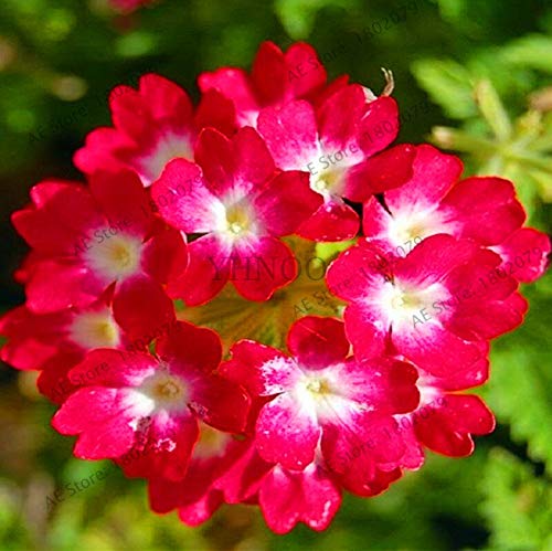Graines de fleurs de géranium pour un beau jardin rouge paquet de 100 graines