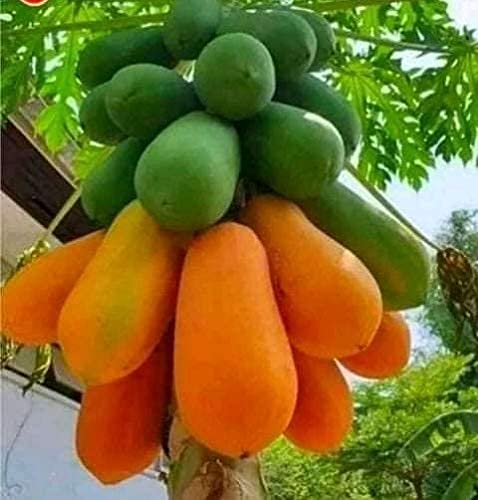 ASSUATE, Rare Dwarf Red Papaya Huge Production Hybrid Fruit Seeds, 15 Pieces (B07SW3YZ5K) Amazon Price History, Amazon Price Tracker