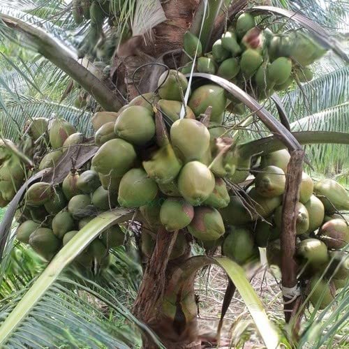 Myla Organics Coconut Tree Plant, (Deejay) Coconut Tree Plant, Hybrid