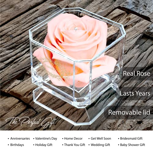 A 100% Real Rose That Lasts Years - Eternal Petals, Handmade in UK - Gold Solo with A Clear Crystal (Blush) - Image 2