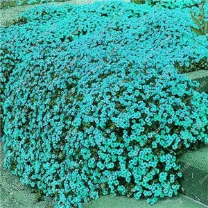 Amazon Co Jp 0個のクリーピングタイムの種子花の種子rockクレスground Cover種子カーペットエバーグリーン工場で簡単に庭の芝生5増殖さ Diy 工具 ガーデン