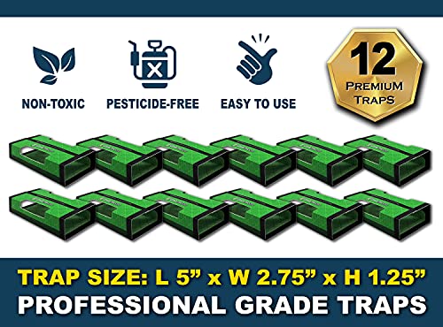 MaxGuard Spider + Insect Traps (12 Box Traps) | Non-Toxic Extra Sticky Glue Traps | Trap and Kill Hobo Spiders, Black Widow Spiders, Brown Recluse Spiders and Other Crawling Bugs & Insects |