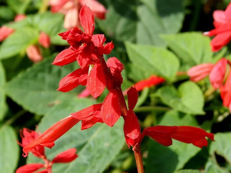 800 SCARLET SAGE (señora en rojo Salviasalvia de sangresalvia roja de Texas) Semillas de flores de Salvia Coccinea