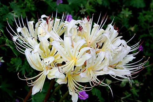 Bulbo Lycoris Resistente, Vari Colori, Appena Scavato, Di Facile Manutenzione, Rapida Germinazione, Mistico, Giglio Ragno Rosso-6Bulbi,e