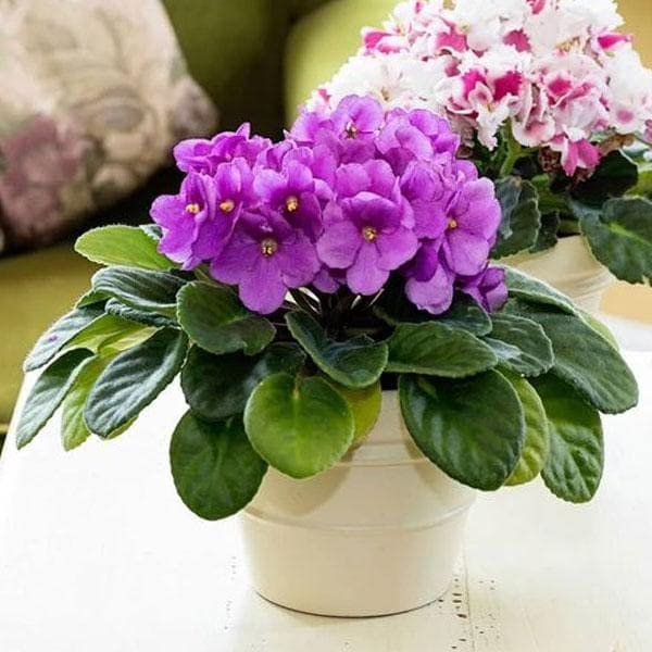 Mphmi Live Plants Nursery Garden African Violets Any Color Plant