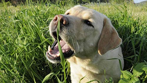 Raise Me Up: Seeds Grass For Dogs Non Gmo Heirloom 1500 Seeds #TOP3