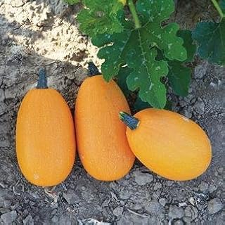 Squash Winter Mini Spaghetti 100 Seeds