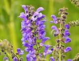 500 Samen Wiesensalbei Samen Salvia pratensis heimischer mehrjähriger winterharter Salbei Bienenfreundliche Salbei Pflanze