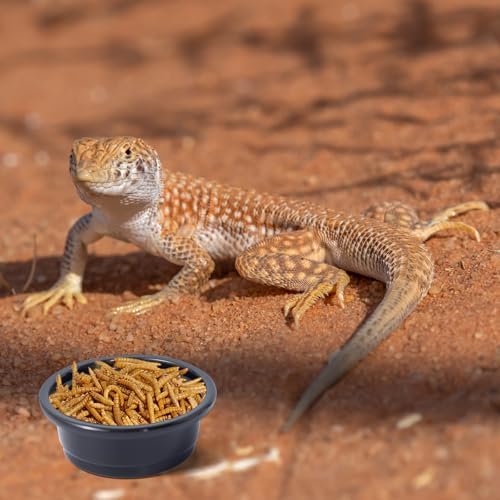 SLSON 100Pcs 0.5oz Gecko Feeding Cups Reptile Food and Water Black Feeding Dish for Lizards, Tortoise,Bearded Dragon Crested Gecko Feeding Bowls for Small Pet Ledge Accessories — view 6