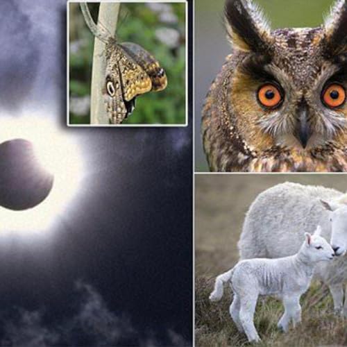 How Animals React To The Eclipse